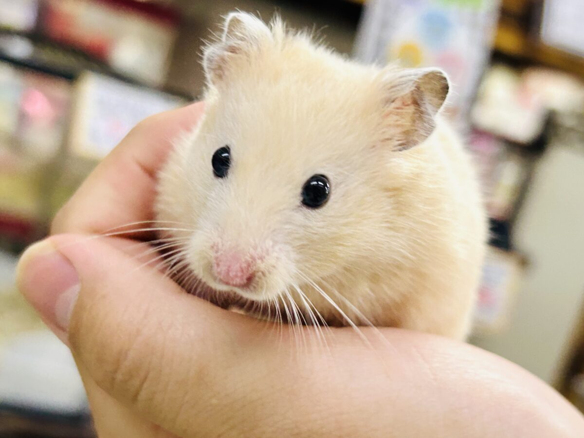 ゴールデンハムスター系