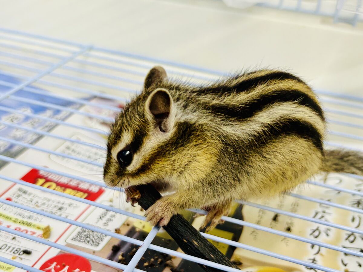 シマリス（ノーマル）
