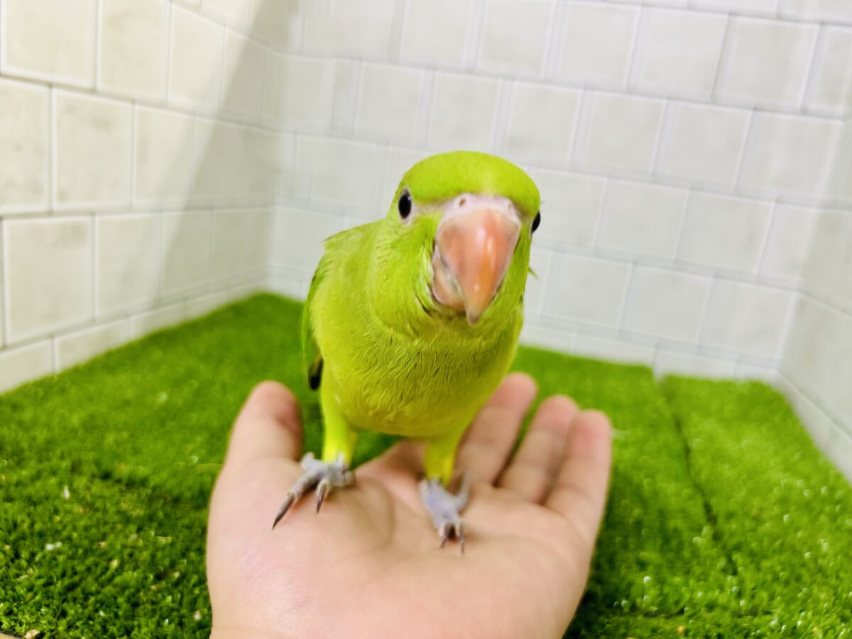 ワカケホンセイインコ（月の輪インコ）