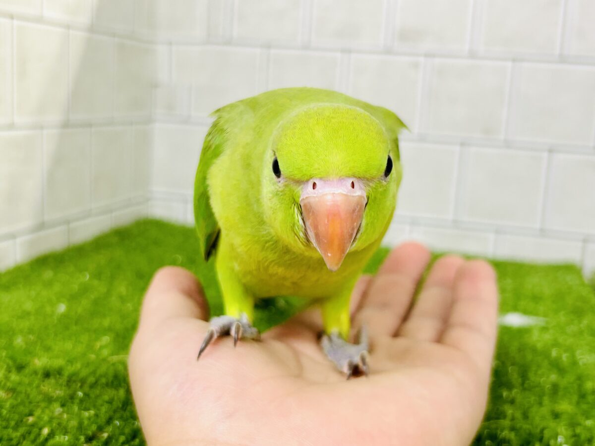 ワカケホンセイインコ（月の輪インコ）