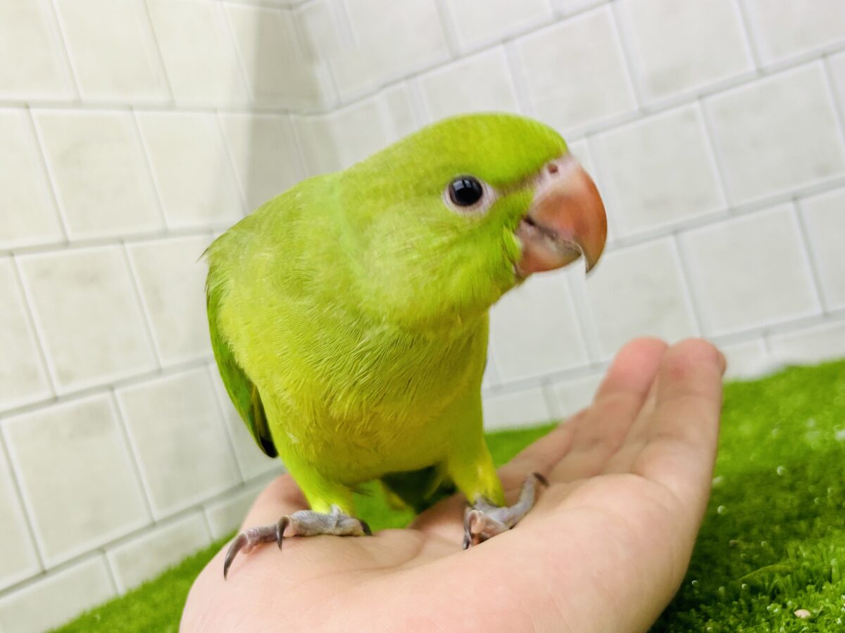 ワカケホンセイインコ（月の輪インコ）
