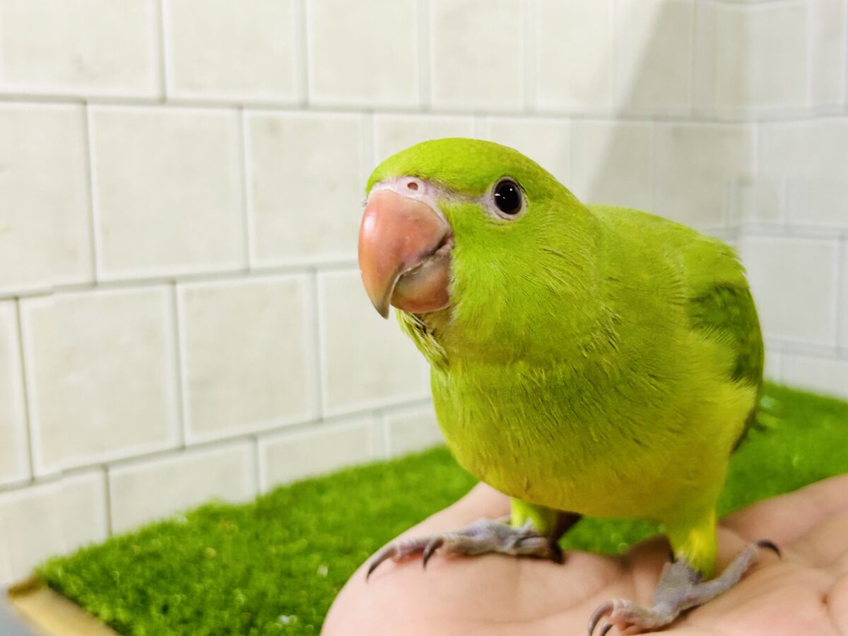 ワカケホンセイインコ（月の輪インコ）