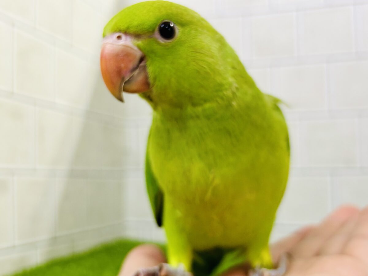 ワカケホンセイインコ（月の輪インコ）