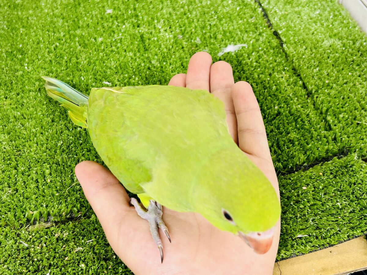 ワカケホンセイインコ（月の輪インコ）