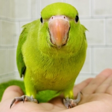 【最新画像更新☆☆】甘えん坊さんがお引越ししてきました～　ワカケホンセイインコ