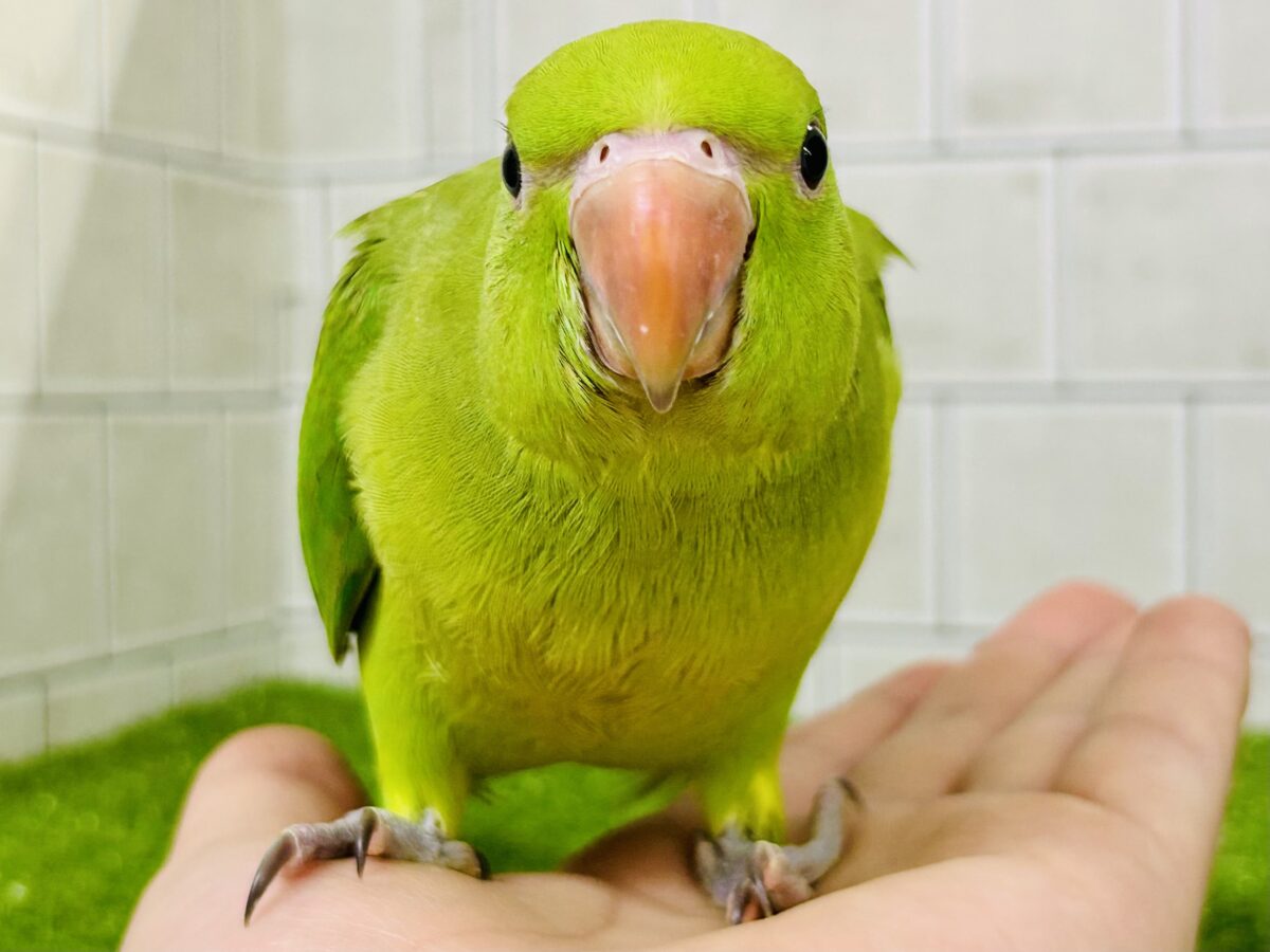 【最新画像更新☆☆】甘えん坊さんがお引越ししてきました～　ワカケホンセイインコ