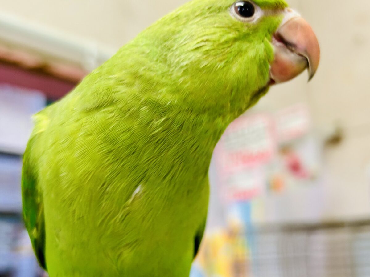 ワカケホンセイインコ（月の輪インコ）