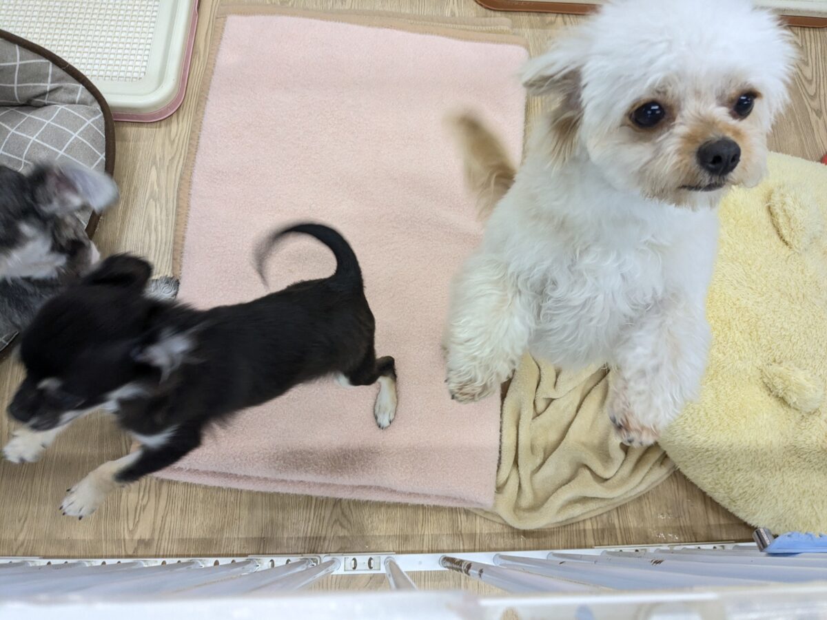 チワプー