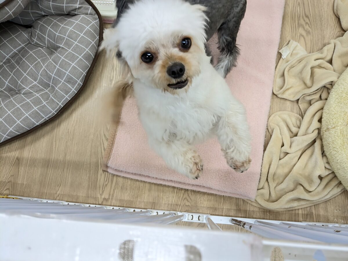 チワプー