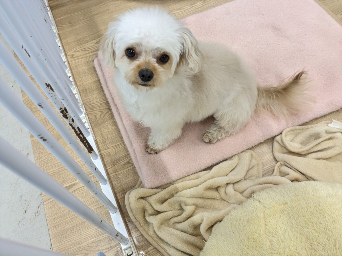 ハイテンションギャル🌺　ハーフ犬（チワワ×トイプードル）の女のコ　2026/5/1撮影