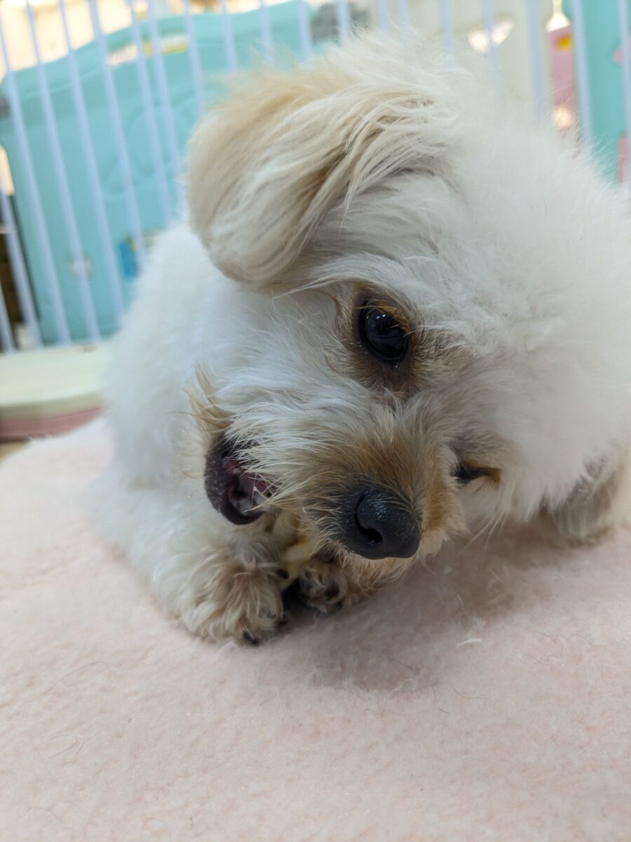 チワプー