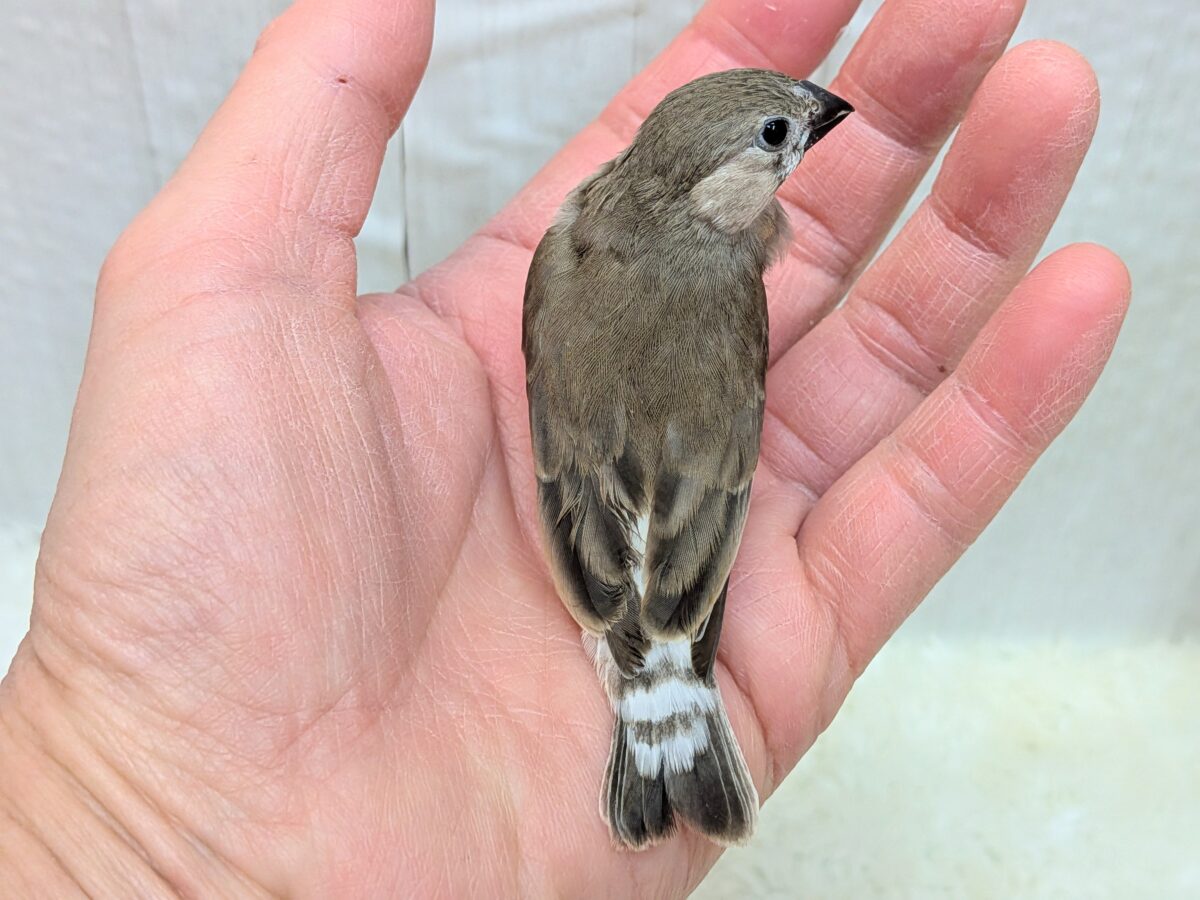 錦花鳥（キンカチョウ）
