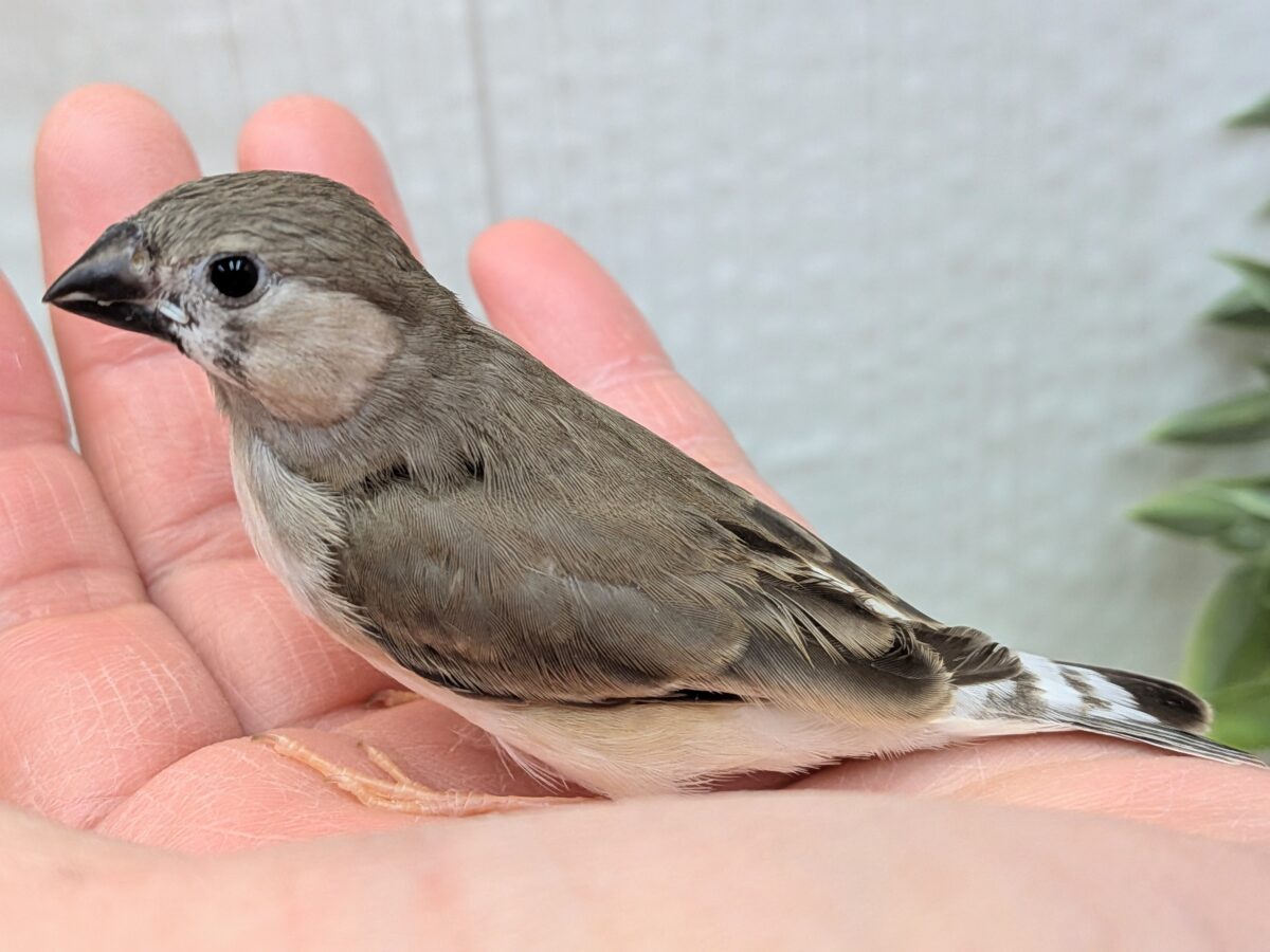 錦花鳥（キンカチョウ）