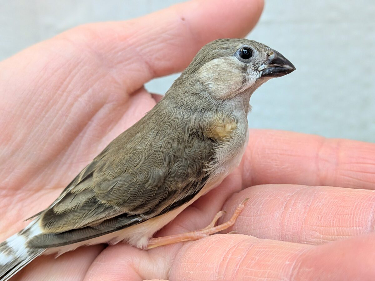 錦花鳥（キンカチョウ）