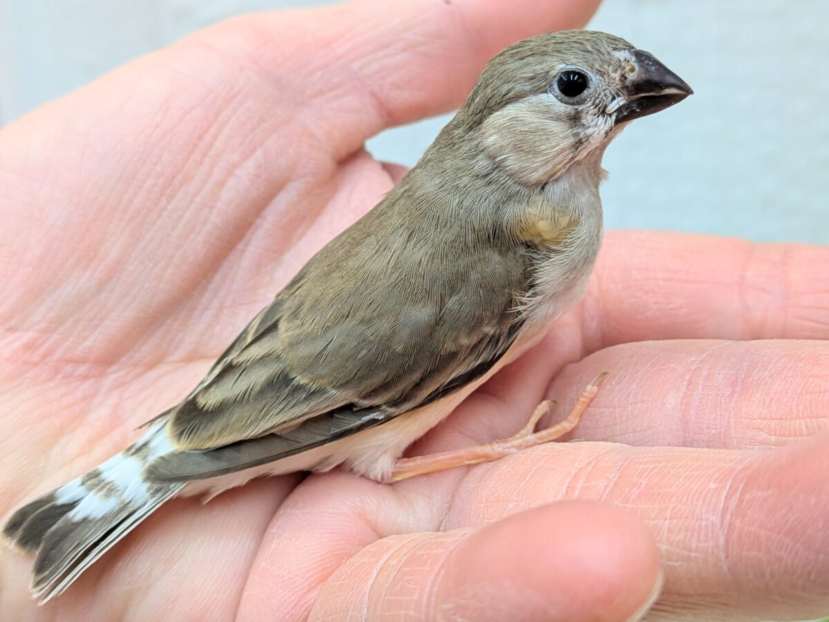 錦花鳥（キンカチョウ）