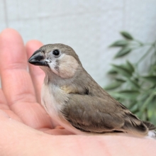 目力強めです！キンカ鳥ヒナさん