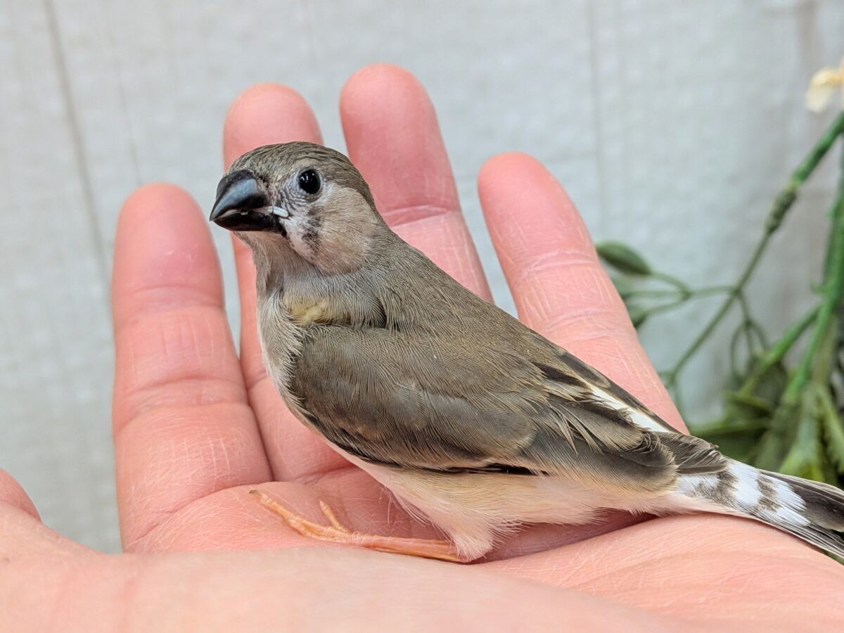 錦花鳥（キンカチョウ）