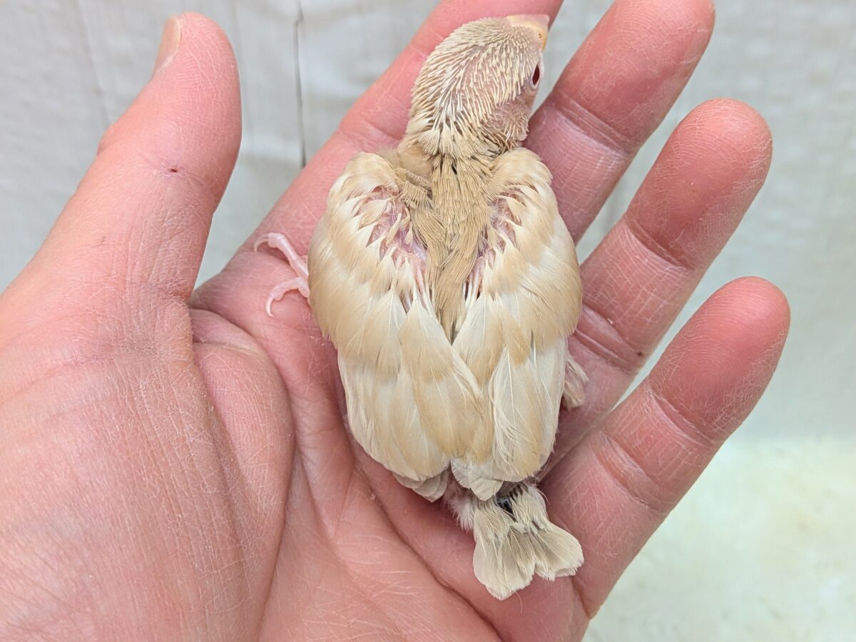 シナモン文鳥