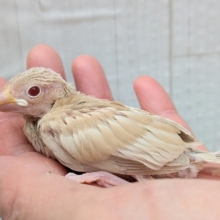 淡めベージュに優しめルビーアイ✨シナモン文鳥ヒナさん