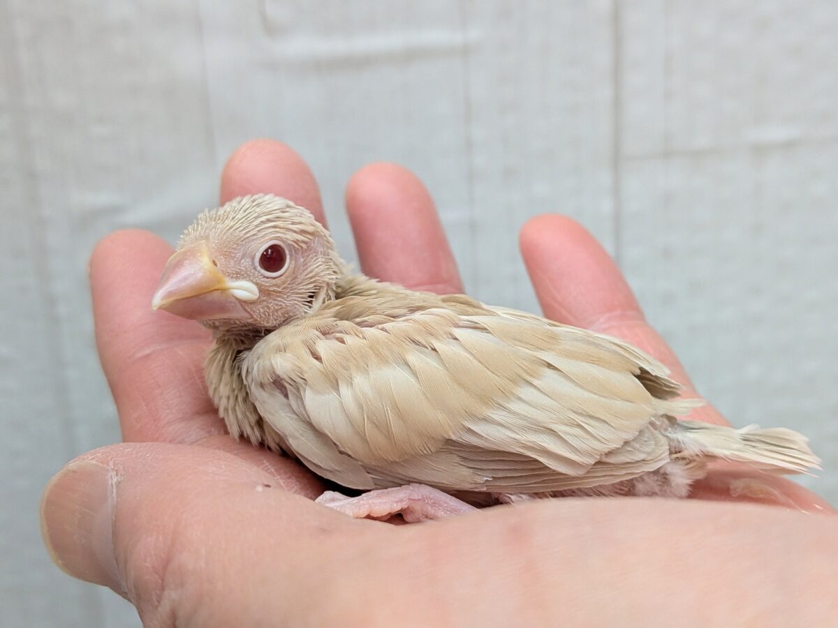 シナモン文鳥