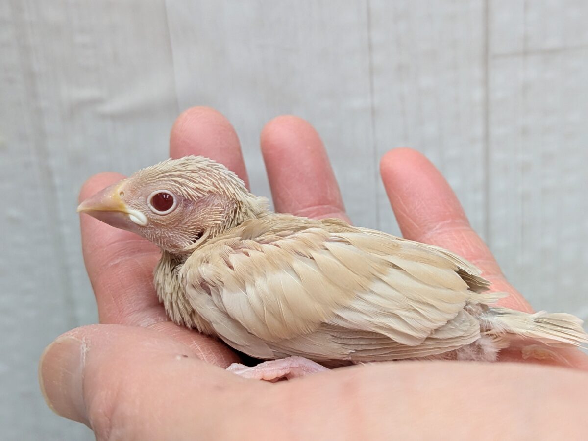 シナモン文鳥
