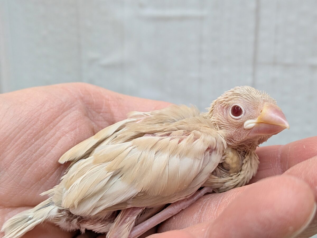 シナモン文鳥