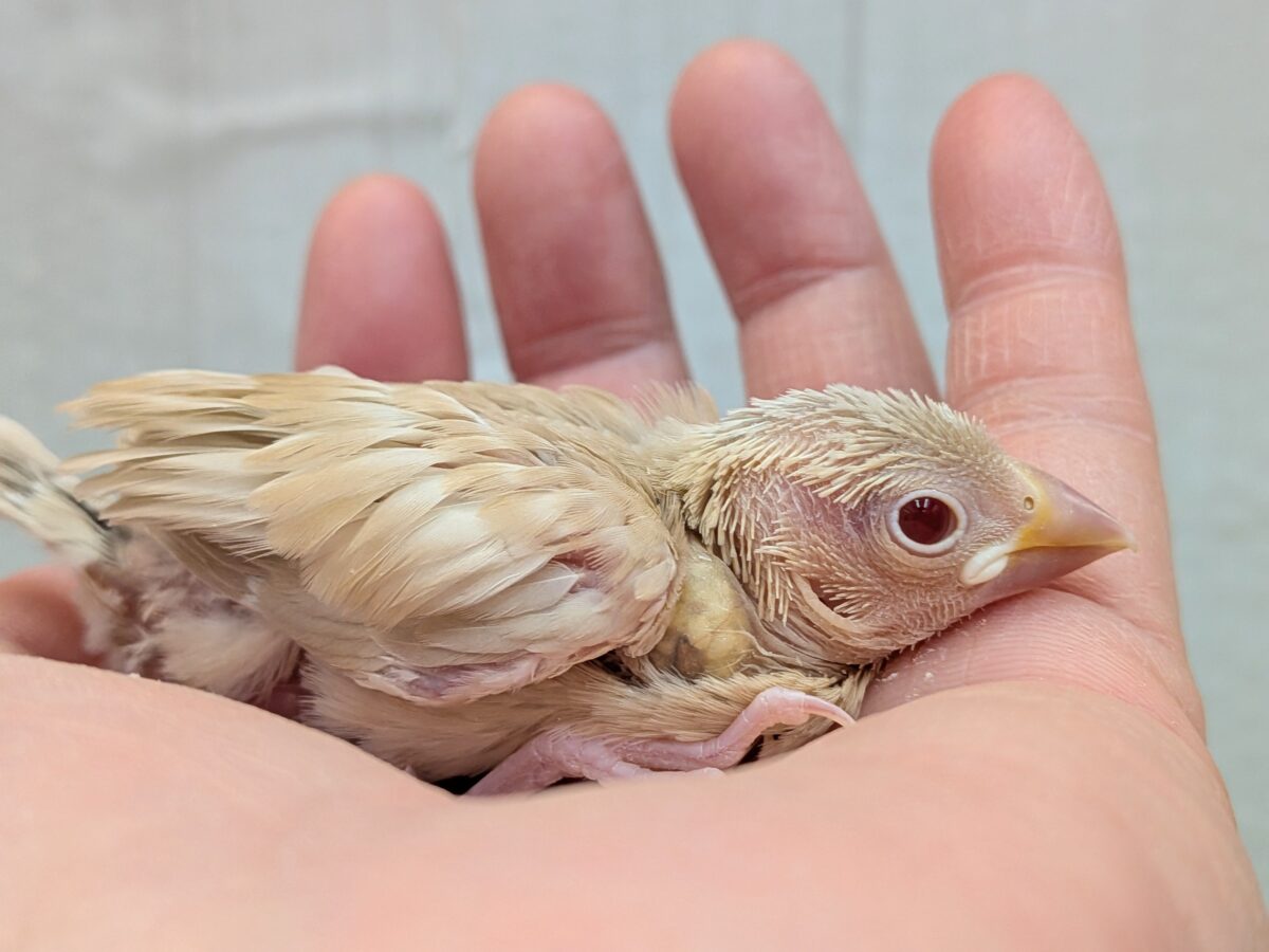 シナモン文鳥