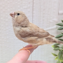 もっちり感がたまりません💖ジャンボキンカ鳥さんフォーン
