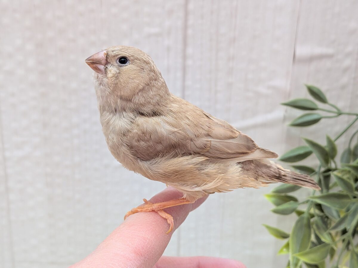 もっちり感がたまりません💖ジャンボキンカ鳥さんフォーン