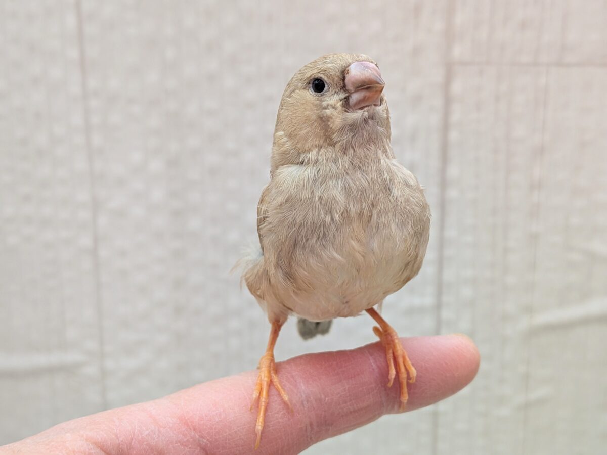 ジャンボキンカチョウ