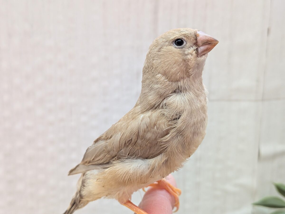 ジャンボキンカチョウ