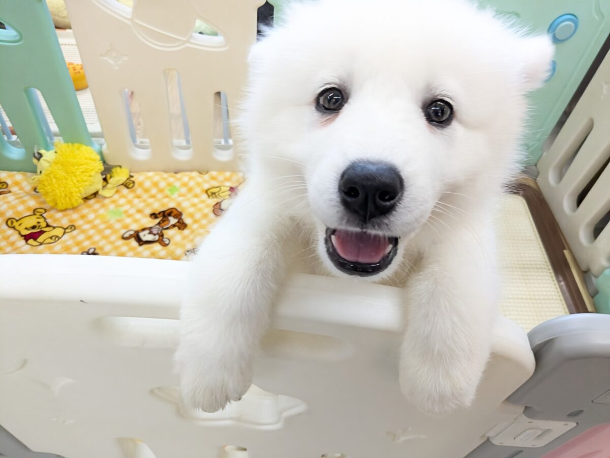 サモエド