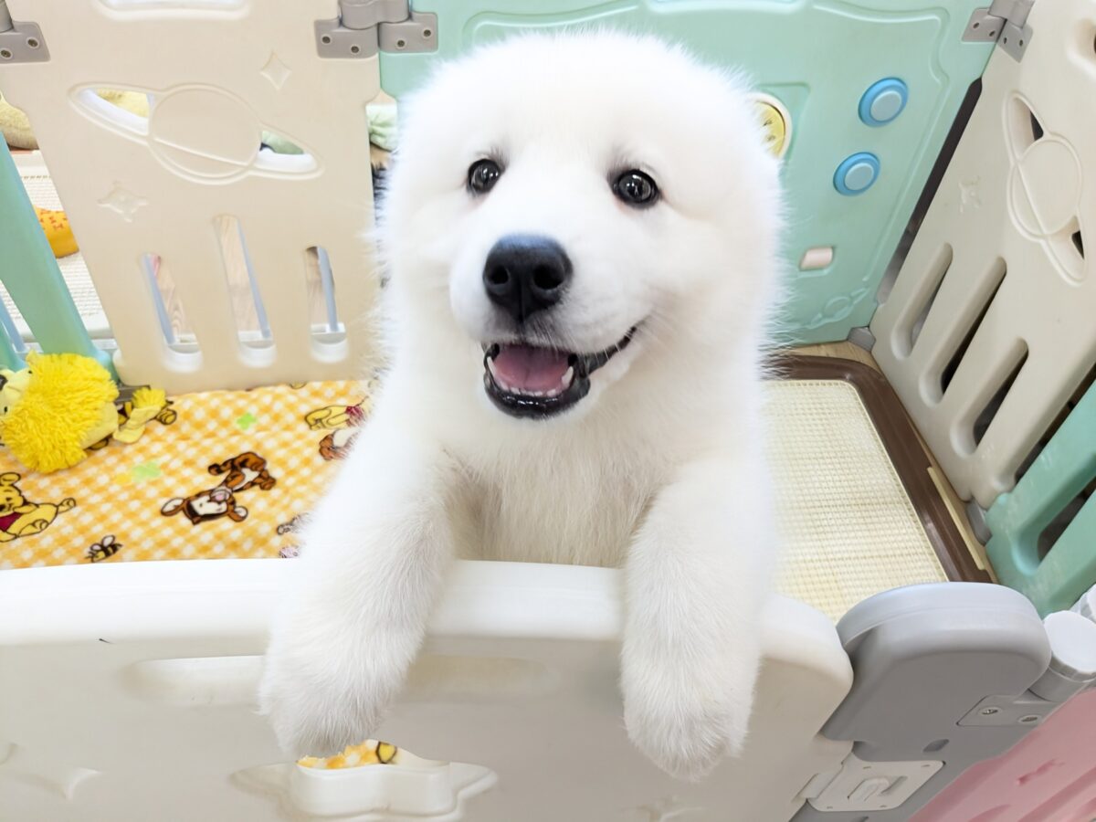 サモエド