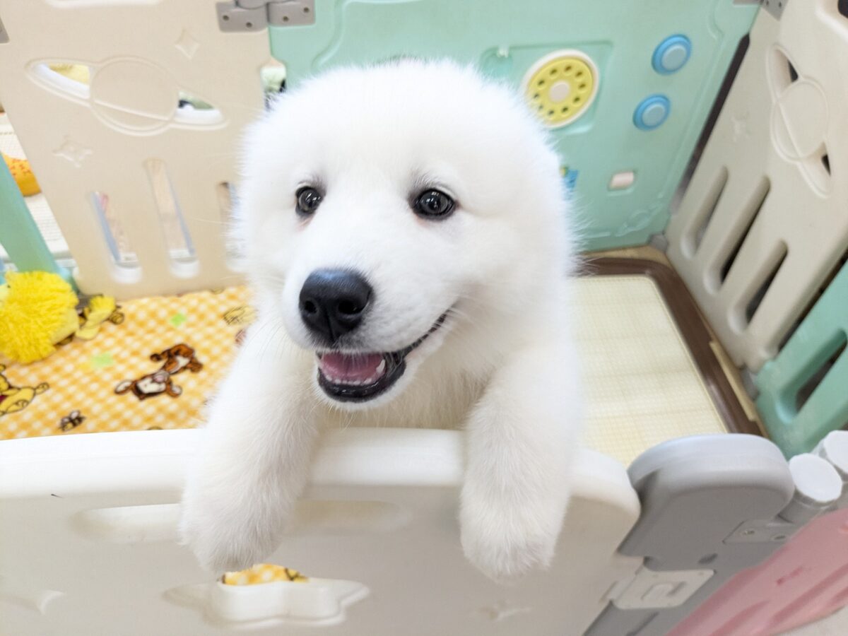 サモエド