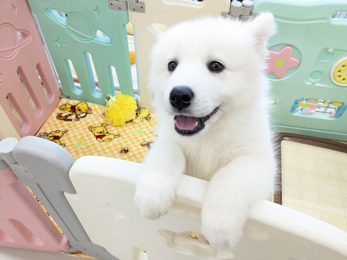 サモエド