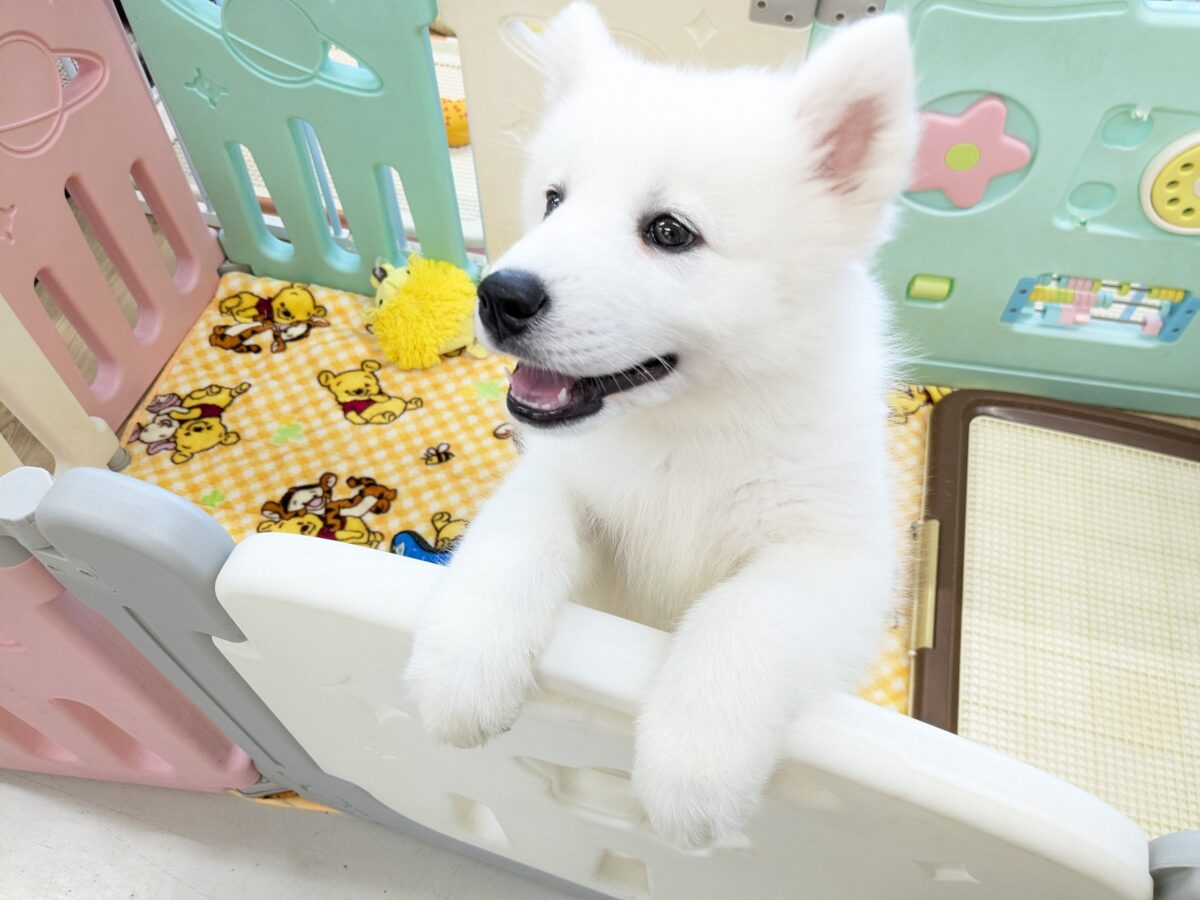 サモエド