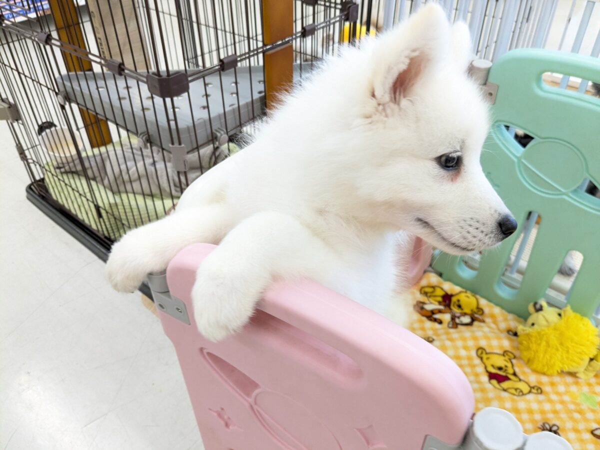 サモエド