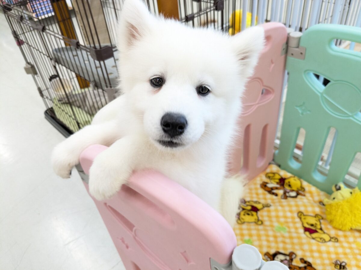 サモエド