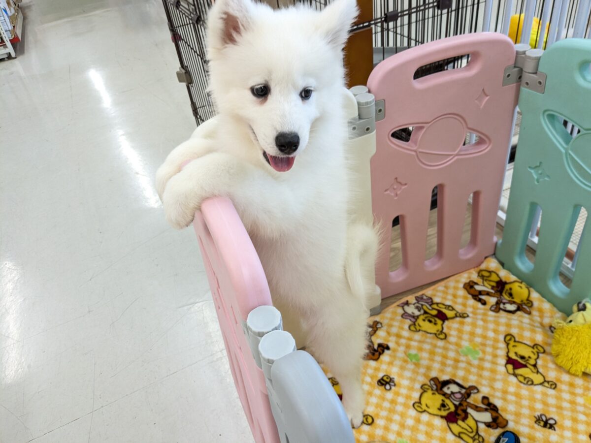 サモエド
