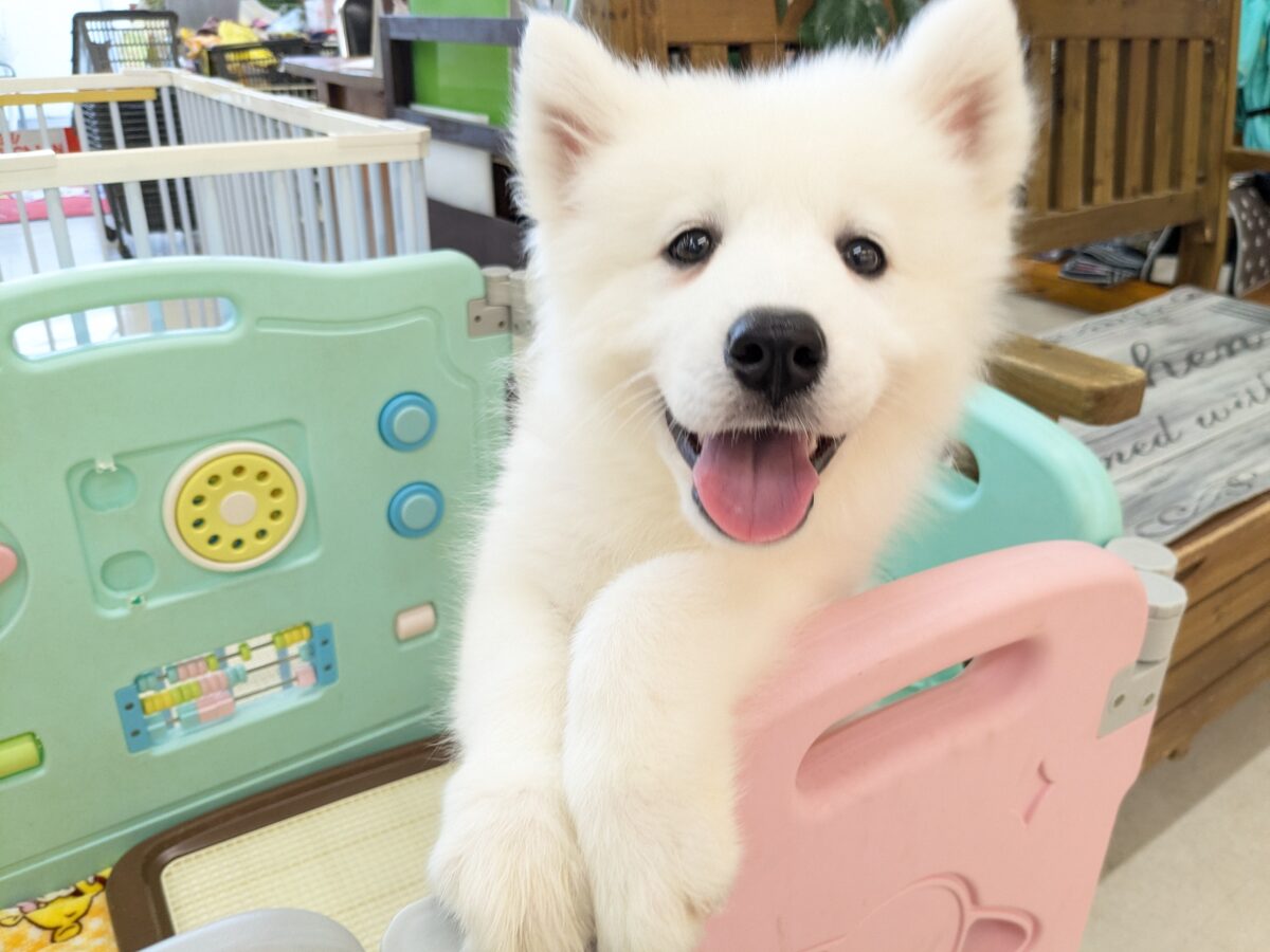 サモエド