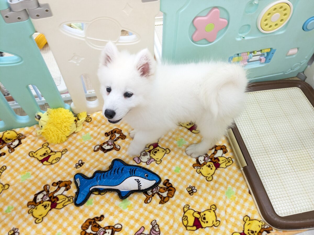 サモエド
