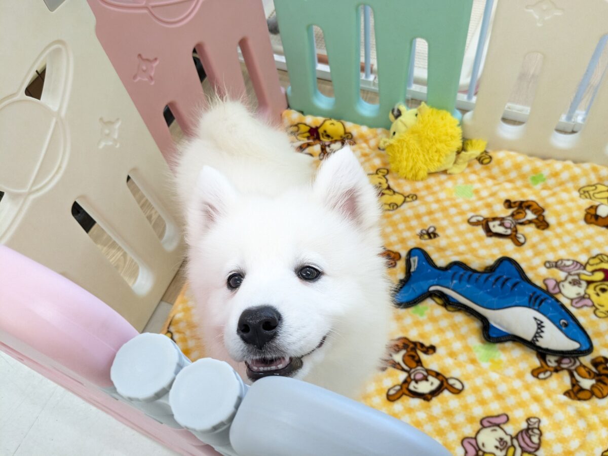 サモエド