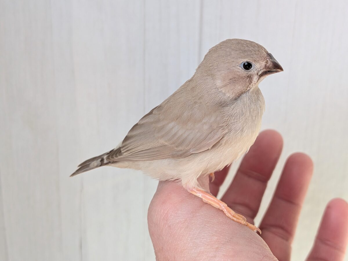 錦花鳥（キンカチョウ）
