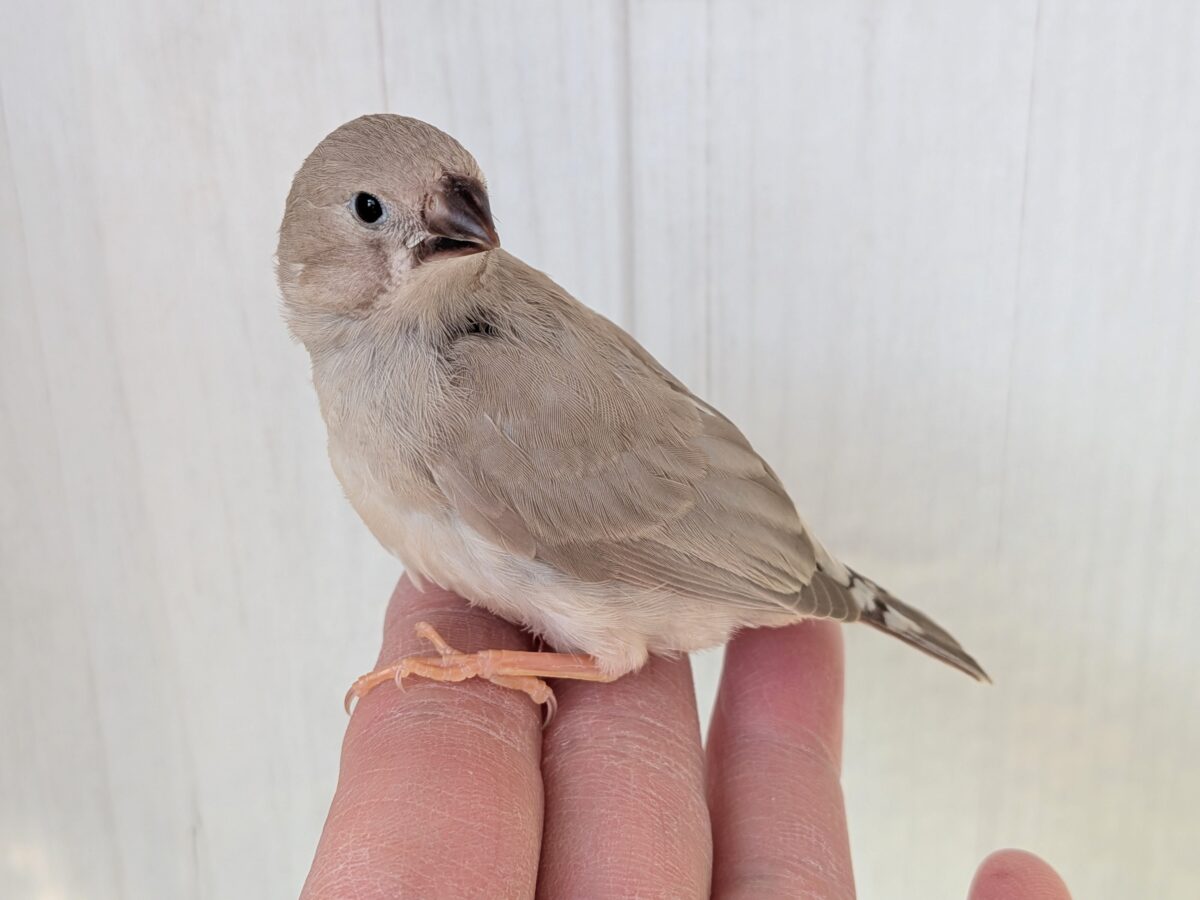 錦花鳥（キンカチョウ）
