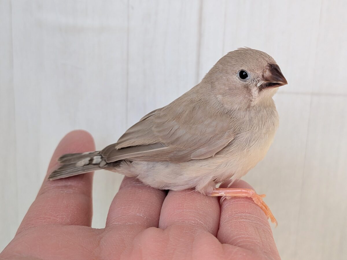 錦花鳥（キンカチョウ）