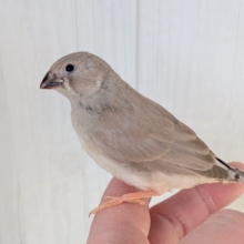 優しいベージュカラー🤎キンカ鳥ヒナさんフォーン