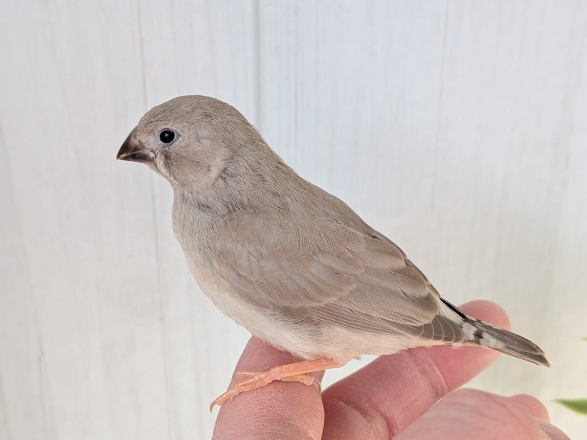 錦花鳥（キンカチョウ）