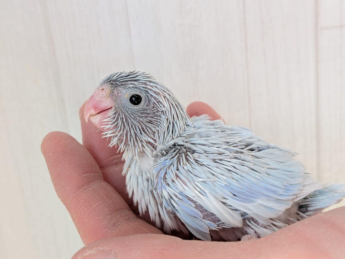 マメルリハ