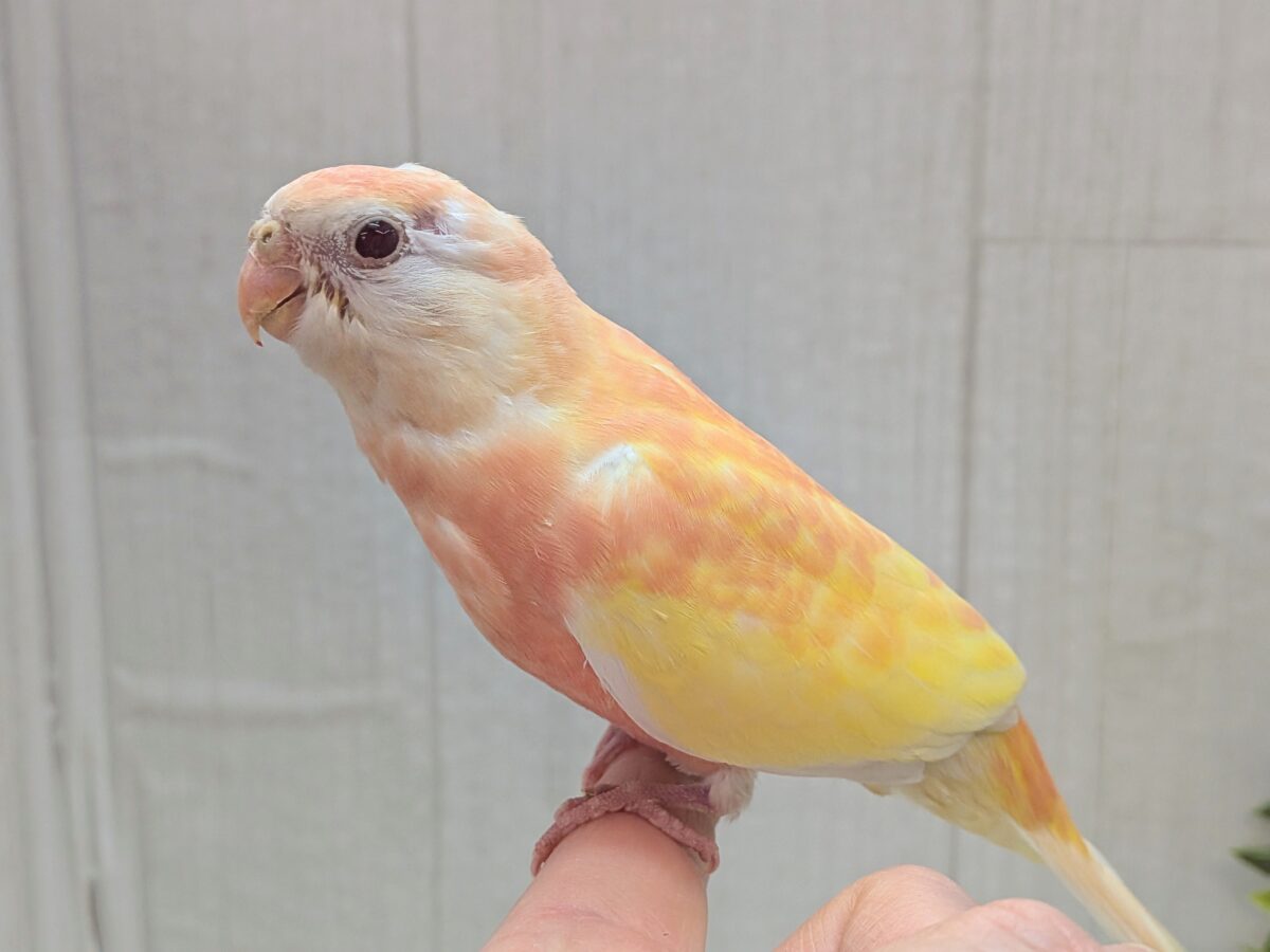 淡めピンクとイエローの華やかカラー🩷キラキラルビーアイ✨アキクサインコさんルビノー アキクサインコ(秋草インコ)