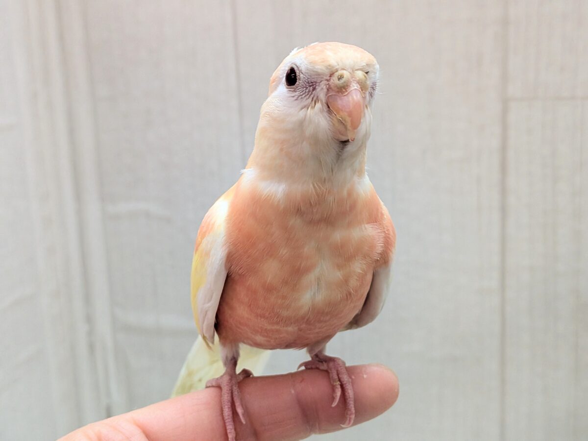 淡めピンクとイエローの華やかカラー🩷キラキラルビーアイ✨アキクサインコさんルビノー アキクサインコ(秋草インコ)